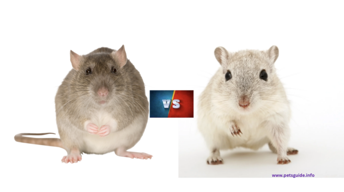 Szczury kontra myszy: jak odróżnić i dlaczego to ma znaczenie