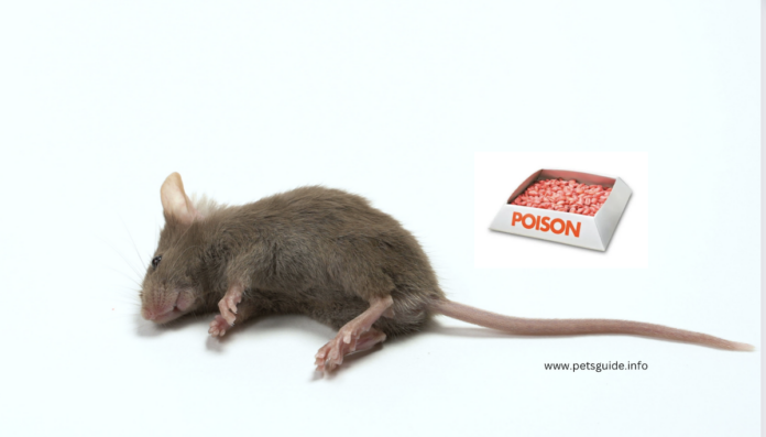 The Dangers of Rat Poison and How to Avoid Them