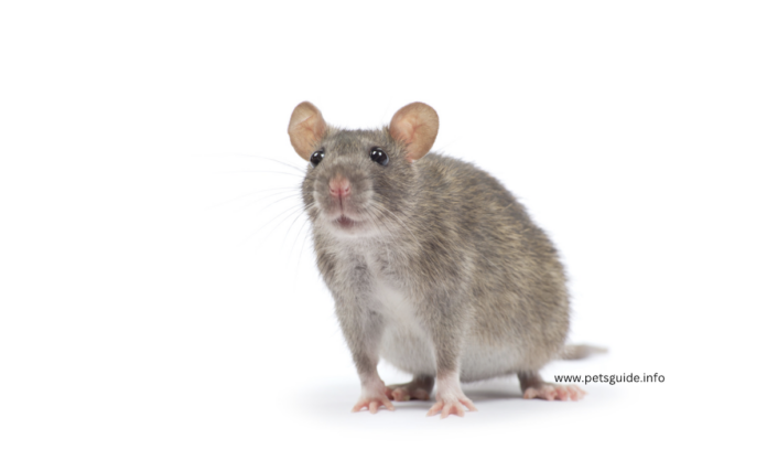 The Benefits of Having Pet Rats (And How to Care for Them)