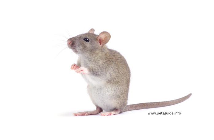 How to Identify and Treat Rat Bites and Scratches