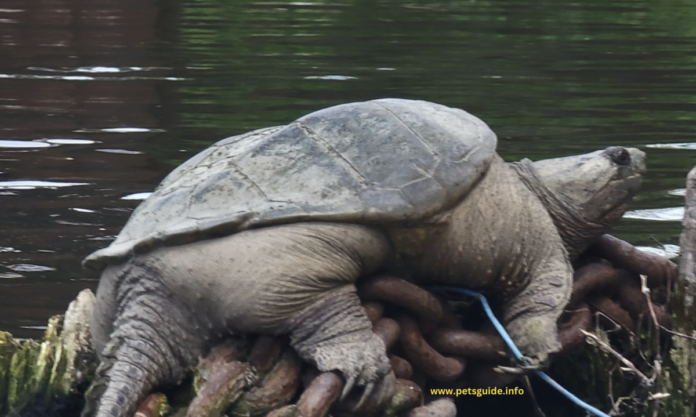 Meet Chonkosaurus: The Viral Chicago Snapping Turtle Captivating the Internet