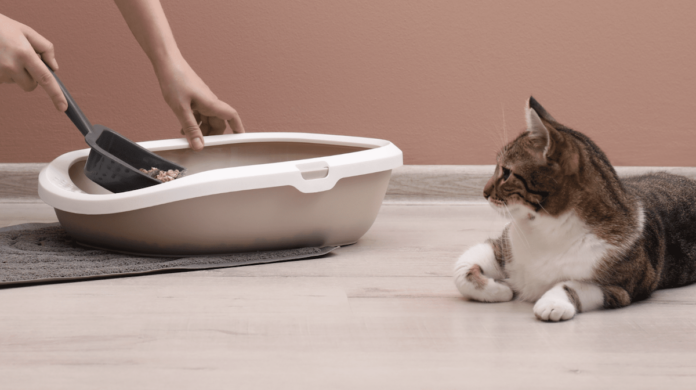 Zrównoważony i bezpieczny: Obejmując Tofu Cat Sand dla odpowiedzialnej opieki nad kotami