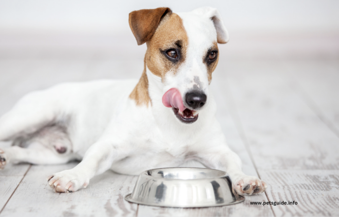 Delicious Paws: Unveiling the Perfect Pet Food Flavoring Enhancer