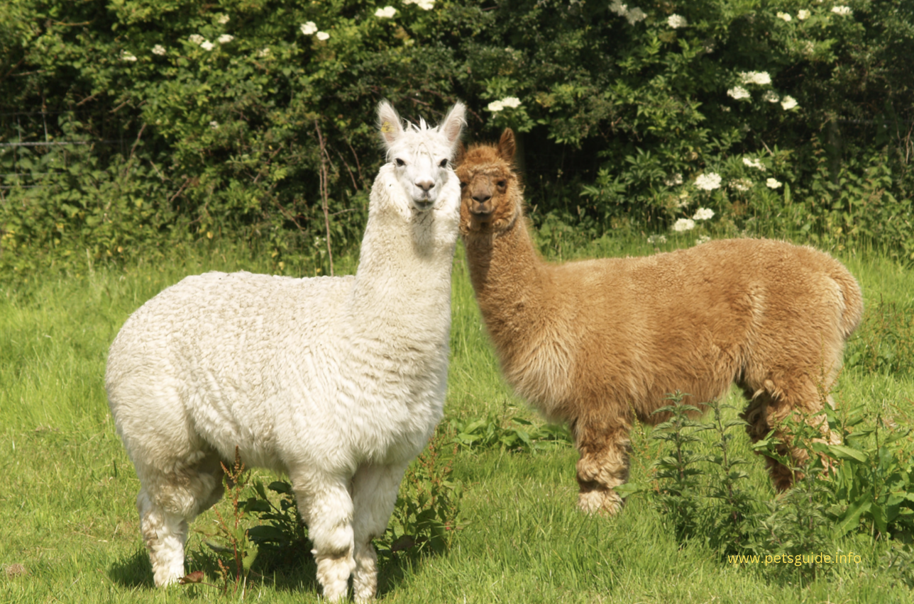 How Much Does an Alpaca Cost? The Complete Guide