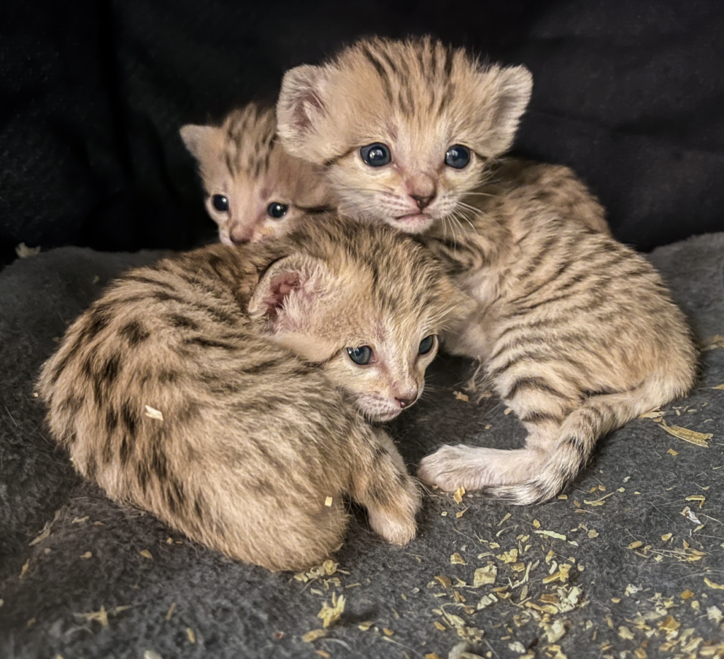 Newborn Sand Cat Triplets