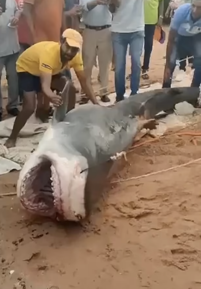 Shark Attack in Egypt Shuts Down beach
