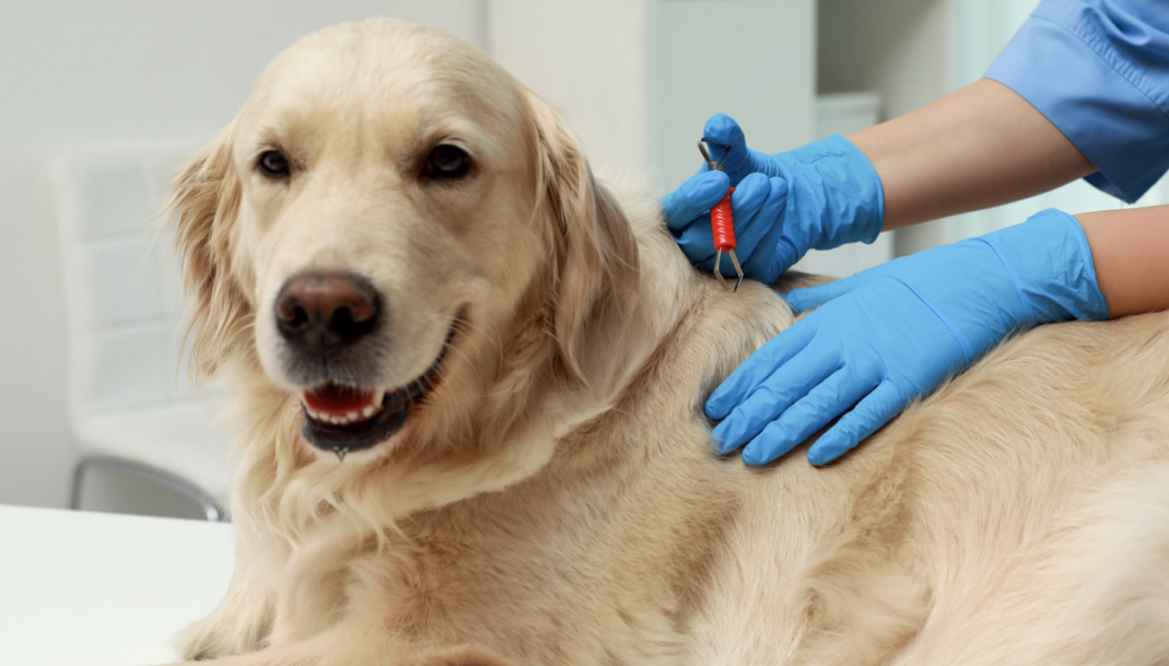 Will My Dog Be OK After a Tick Bite? Understanding the Risks and How to Ensure Your Pet's Well-being