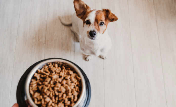 A Deep Dive into Dog Food Manufacturing