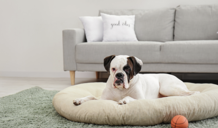 5 best colors for your dog beds