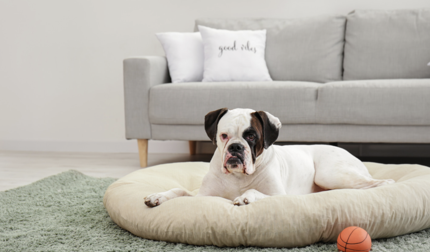 5 best colors for your dog beds