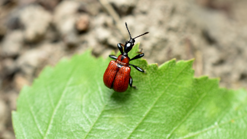 Ladybird bug
