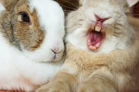 two bunnnys
