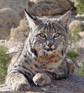 Bobcat AnnicaKreuter