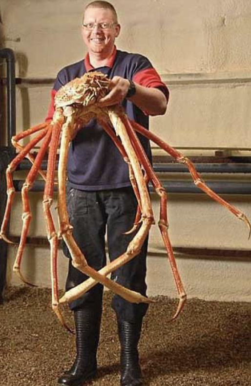 red king crab