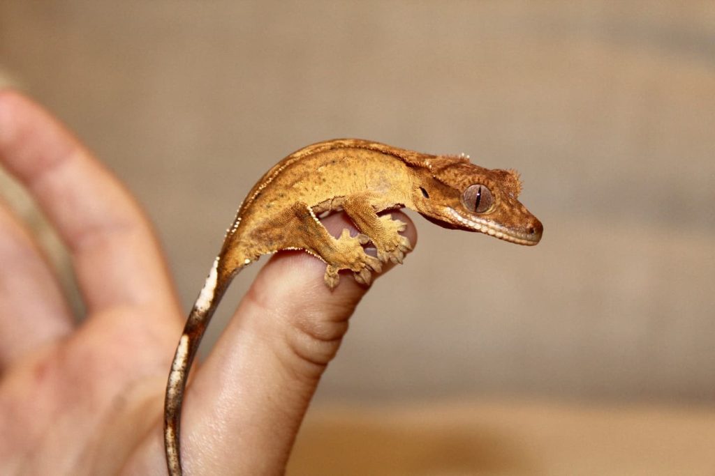 pet crested gecko being held